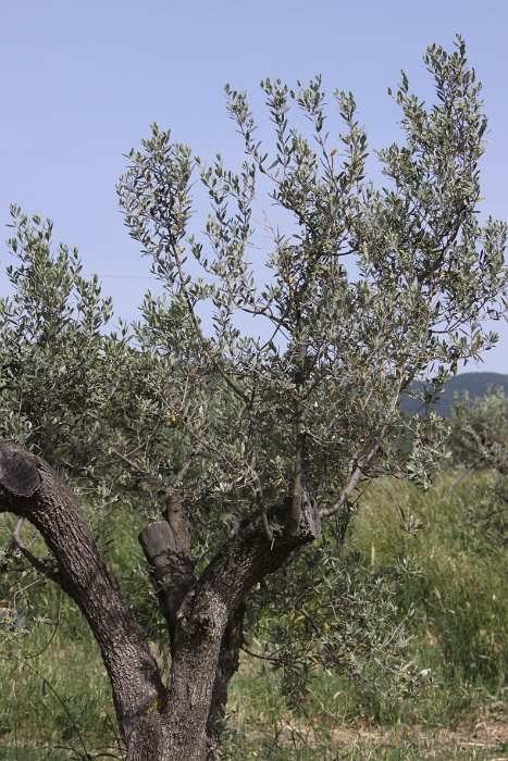 Toscane 09 - 092 - Paysages